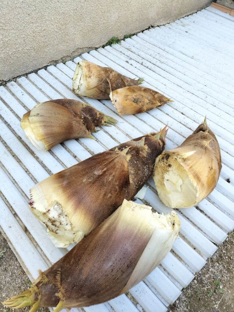 親戚家の裏庭でとれた筍